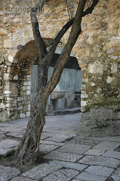 Alter Olivenbaum im Castelo do San Jorge  Lissabon  Portugal