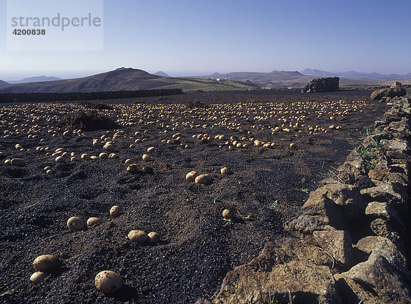 Kartoffelacker in schwarzer Vulkanerde  Lanzarote  Kanarische Inseln  Spanien  Europa