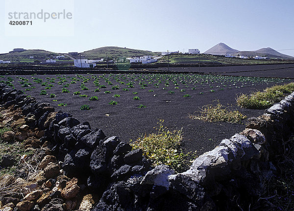 Kohlfeld in schwarzer Lavaerde Lanzarote  Kanarische Inseln  Spanien  Europa