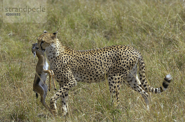 Gepard (Acinonyx jubatus)  Gepard mit getötetem Gazellenbaby  Masai Mara  Kenia