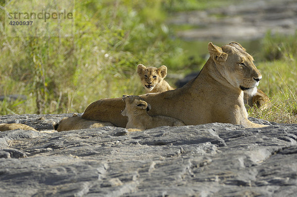 Löwe  (Panthera leo)  Löwenmutter mit ihren Jungen im Morgenlicht  Masai Mara  Kenia