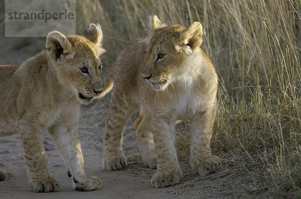 Löwe  (Panthera leo)  zwei Löwenbabys im Morgenlicht  Masai Mara  Kenia