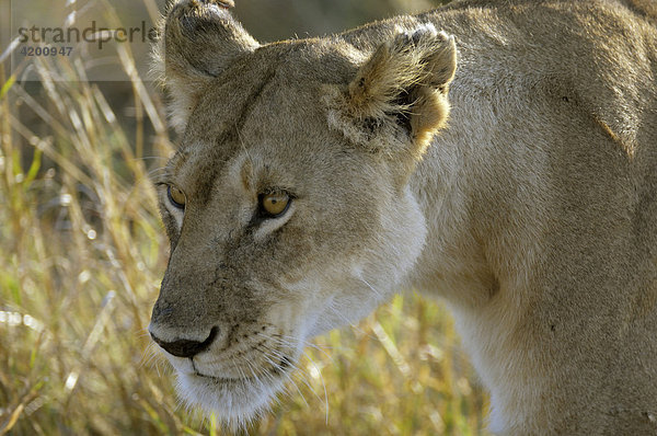 Löwe  (Panthera leo)  Löwin im Abendlicht  Portrait  Masai Mara  Kenia