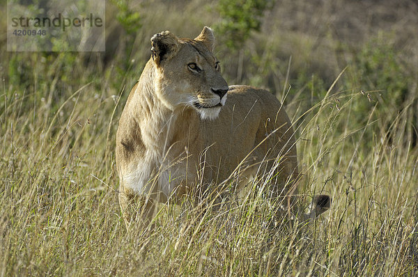 Löwe  (Panthera leo)  Löwin auf Beutesuche im Abendlicht  Masai Mara  Kenia