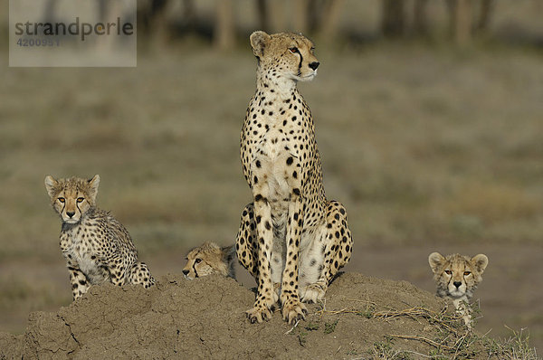 Gepard (Acinonyx jubatus)  Gepardin mit drei Jungen auf Termitenhügel  Serengeti  Tansania