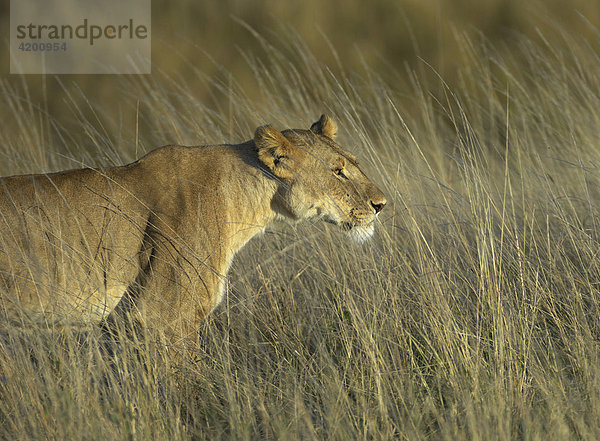 Löwe (Panthera leo)  Löwin  Masai Mara  Kenia