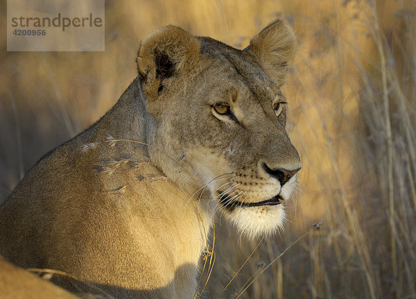 Löwe (Panthera leo)  Portrait einer Löwin im goldenen Abendlicht  Masai Mara  Kenia
