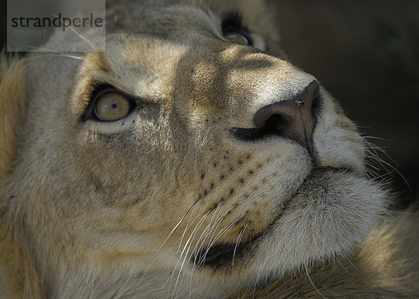 Löwe  (Panthera leo)  Nahportrait eines jungen Löwen  Masai Mara  Kenia