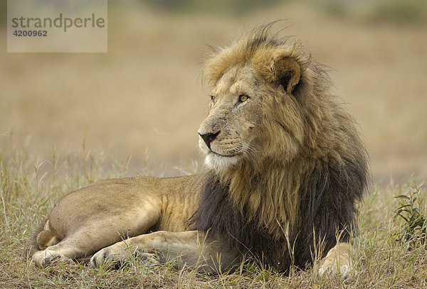 Löwe  (Panthera leo)  liegender Mähnenlöwe  Masai Mara  Kenia