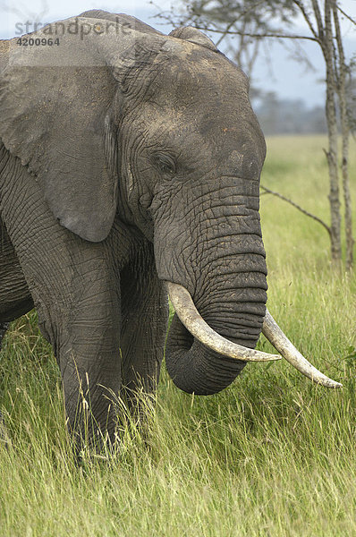 Elefant  afrikanischer Elefant  (Loxodonta africana)  großer afrikanischer Elefant  Nahportrait  Serengeti  Tansania