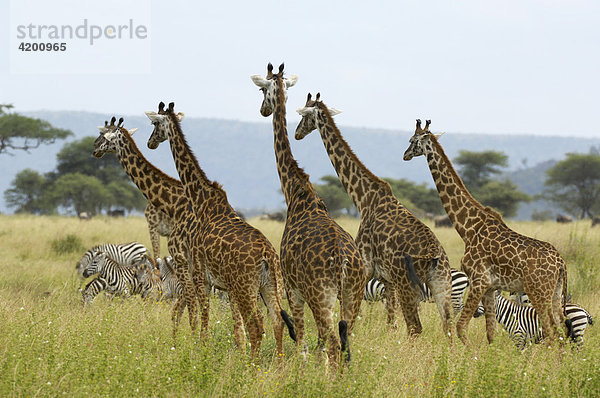 Giraffe  Massai Giraffe  (Giraffa camelopardalis)  Giraffenherde mit Zebras  Serengeti  Tansania