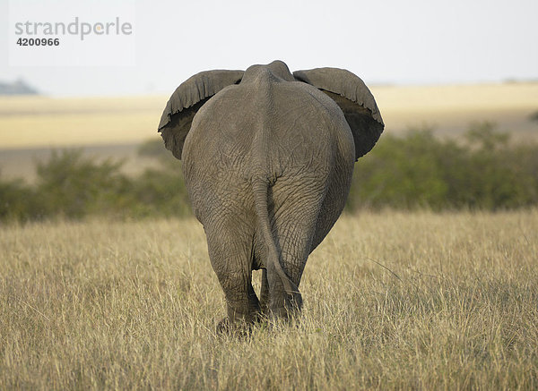 Elefant  afrikanischer Elefant  (Loxodonta africana)  afrikanischer Elefant  Rückansicht  Masai Mara  Kenia