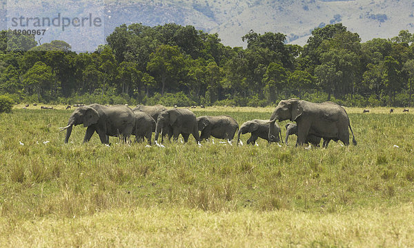 Elefant  afrikanischer Elefant  (Loxodonta africana)  afrikanische Elefantenherde in der Musiara Marsch  Masai Mara  Kenia