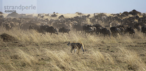 Gnu  Streifengnu  Weissbartgnu (Connochaetes taurinus)  Gnumigration  vor einer Löwin flüchtende Gnus am Mara River  Masai Mara  Kenia