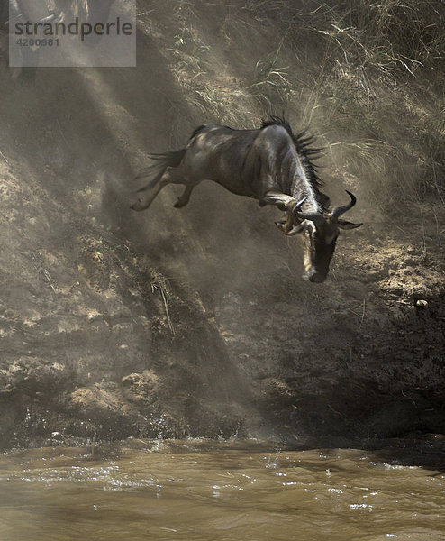 Gnu  Streifengnu  Weissbartgnu (Connochaetes taurinus)  Gnumigration  in den Mara River springende Gnus  Masai Mara  Kenia