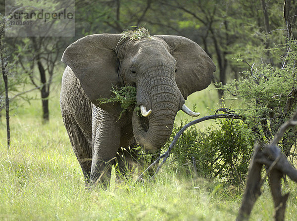 Afrikanischer Elefant  (Loxodonta africana)  beim Fressen eines Busches  Western Corridor  Serengeti  Tansania