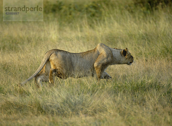 'Löwe (Panthera leo)  jagende Löwin im Abendlicht