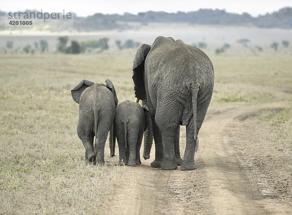 Elefant  afrikanischer Elefant  (Loxodonta africana)  Elefantenkuh mit Jungen  Rückansicht  Serengeti  Tansania
