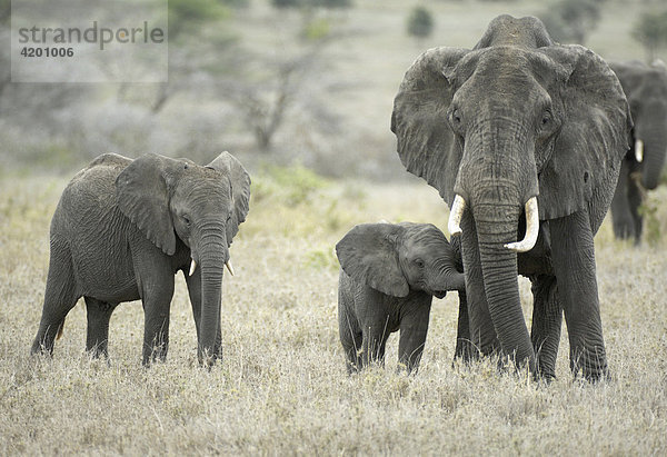 Elefant  afrikanischer Elefant  (Loxodonta africana)  Elefantenkuh mit Baby  Serengeti  Tansania
