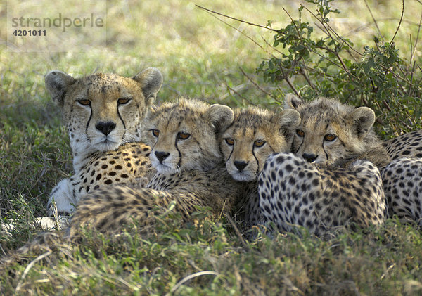 Gepard (Acinonyx jubatus)  Gepardin mit drei kuschelnden Jungen  Serengeti  Tansania