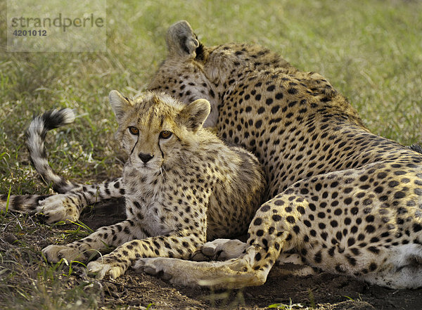 Gepard (Acinonyx jubatus)  Gepardin mit Jungen  Serengeti  Tansania