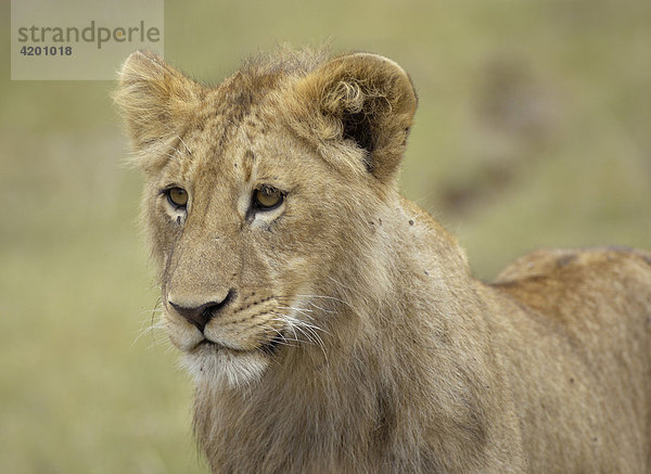 'Löwe  (Panthera leo)  Morgenjagd