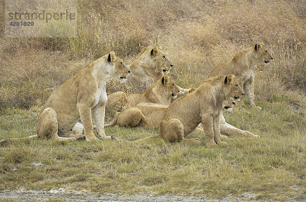 'Löwe  (Panthera leo)  Morgenjagd