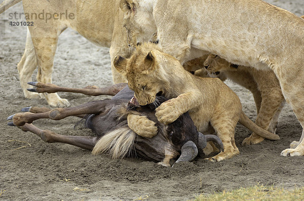 'Löwe  (Panthera leo)  Morgenjagd