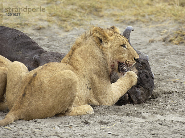 'Löwe  (Panthera leo)  Morgenjagd