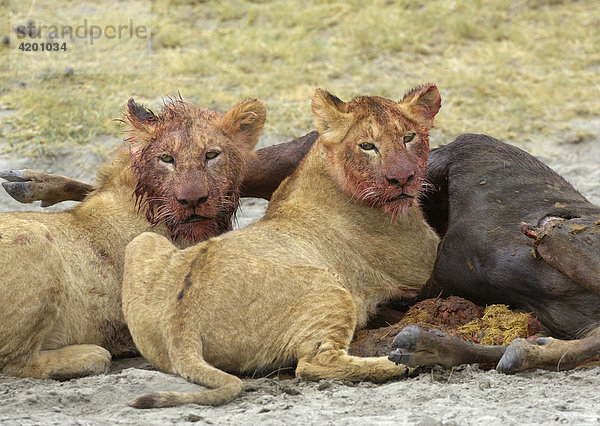 'Löwe  (Panthera leo)  Morgenjagd