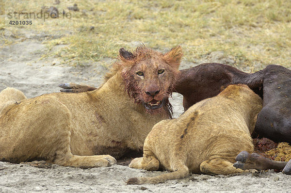 'Löwe  (Panthera leo)  Morgenjagd