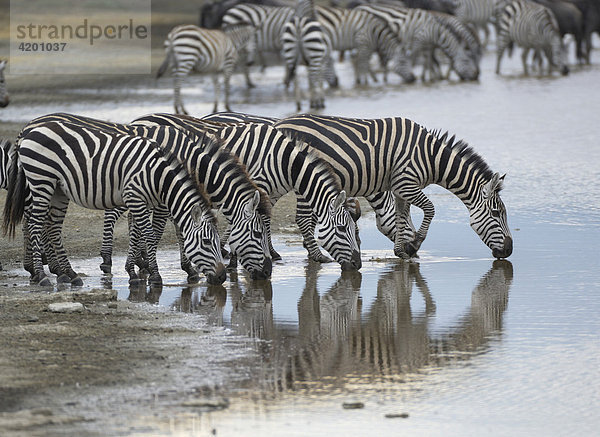Zebra  Steppenzebra  Boehmzebra  (Equus quagga boehmi)  Trinkende Zebraherde im Morgenlicht  Ngorongoro Crater  Tansania