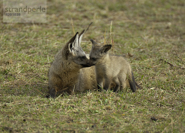 Löffelhund  (Otocyon megalotis)  Löffelhundbaby mit Mutter  Massai Mara  Kenia