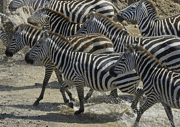 Zebra  Steppenzebra  Boehmzebra  (Equus quagga boehmi)  Zebras beim durchqueren des Mara Rivers  Massai Mara  Kenia