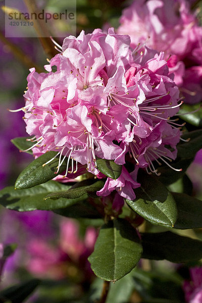Blühender Rhododendron Sorte Anna Baldsiefen  Traubiger Rhododendron (Rhododendron racemosum)  Blüten