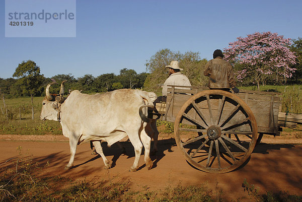 Landestypische Art des Warentransportes: Bauern auf einem Ochsenkarren  Paraguay