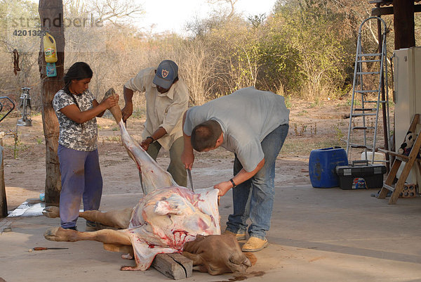 Traditionelle Schlachtung eines Rindes in Paraguay
