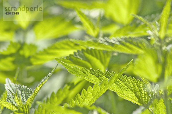 Stinging nettle Urtica Dioica or Urens