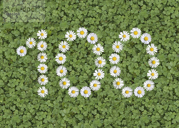 Number 100 one hundred written with daisies