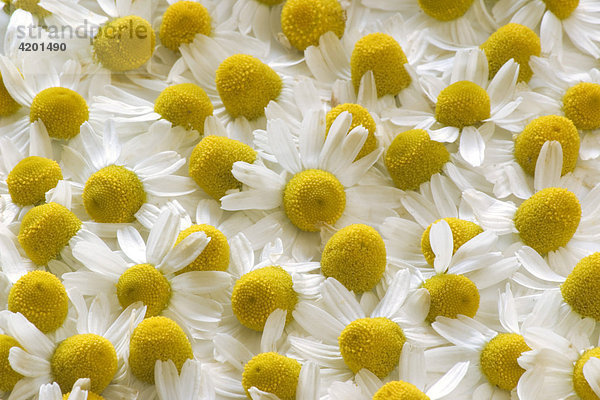 Drying camomile flower heads camomile production chamomilla recutita