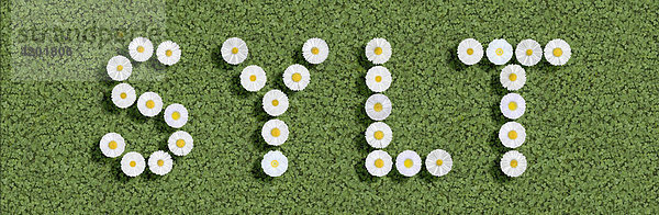 Germany Island Sylt written with daisies