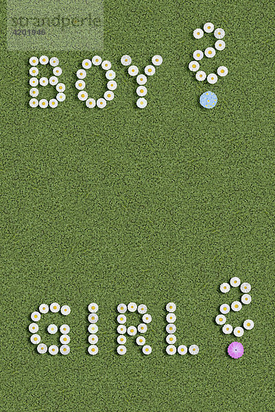 Boy girl and question marks written with flowers is it a boy or a girl