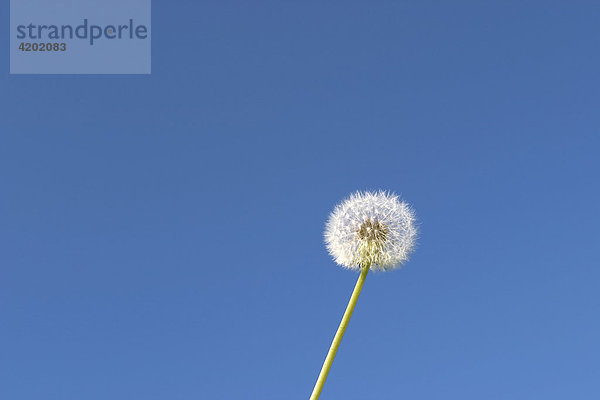 Single white ball of seed of dandelion taraxacum officinalis