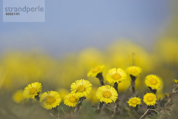 Group of coltsfeet Tussilago Farfara