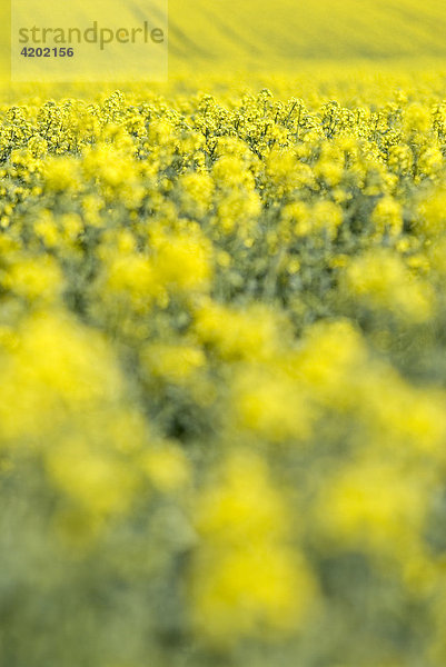 Rapsfeld Brassica Napus