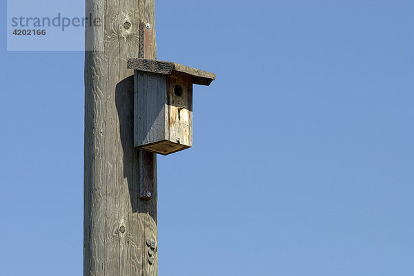 Bird nesting box on a wooden telephone pole