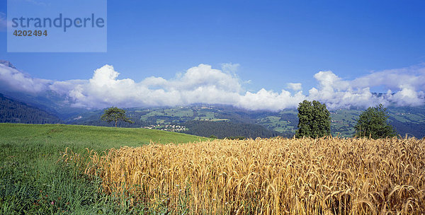 Hinterrheintal  Thusis  Schweiz  Europa