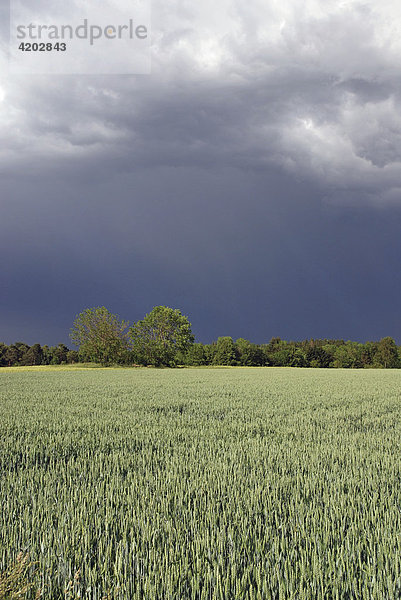 Saat-Weizen  Weich-Weizen  Weizen (Triticum aestivum)  Weizenfeld mit Unwetterhimmel  Schwäbische Alb  Baden-Württemberg  Deutschland