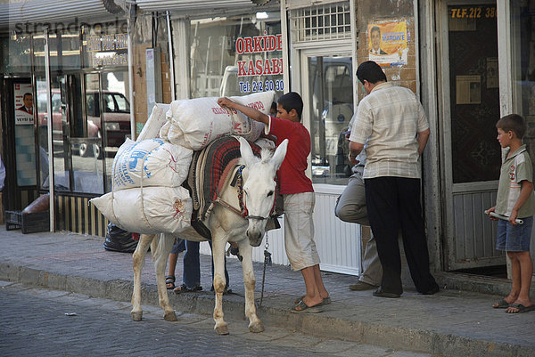 Weißer Esel (Equus asinus f. asinus)  Mardin  Anatolien  Türkei