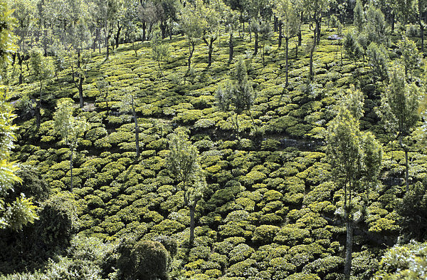 Teeplantagen und Eukalyptusbäume  Tamil Nadu  Indien  Asien